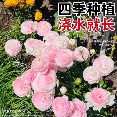 花毛茛种球四季洋牡丹室内外种植