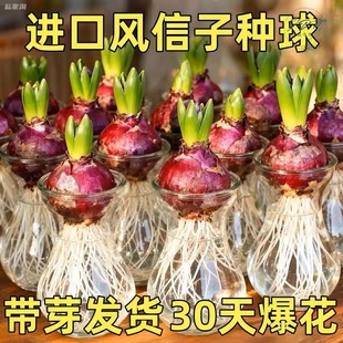 风信子种球水培套装四季水养郁金香花卉室内耐寒土培绿植秋冬盆栽