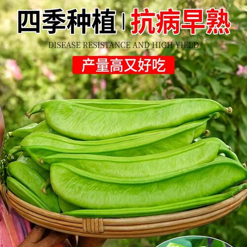大刀豆种子蔬菜种籽巨型大豆角大扁豆高产刀巴豆巴西豆四季豆种子