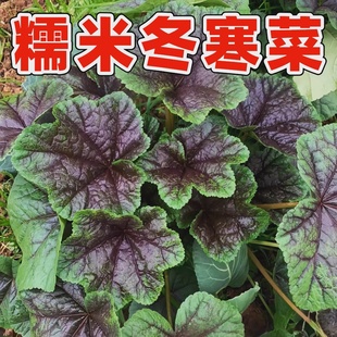 冬寒菜种子耐寒蔬菜秋冬家庭小院种植冬葵菜耐寒蔬菜寒菜种子大苗