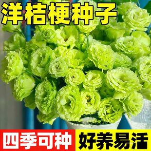 洋桔梗花种子花苗四季种易活室内室外开花种孑盆栽花卉花种籽花籽