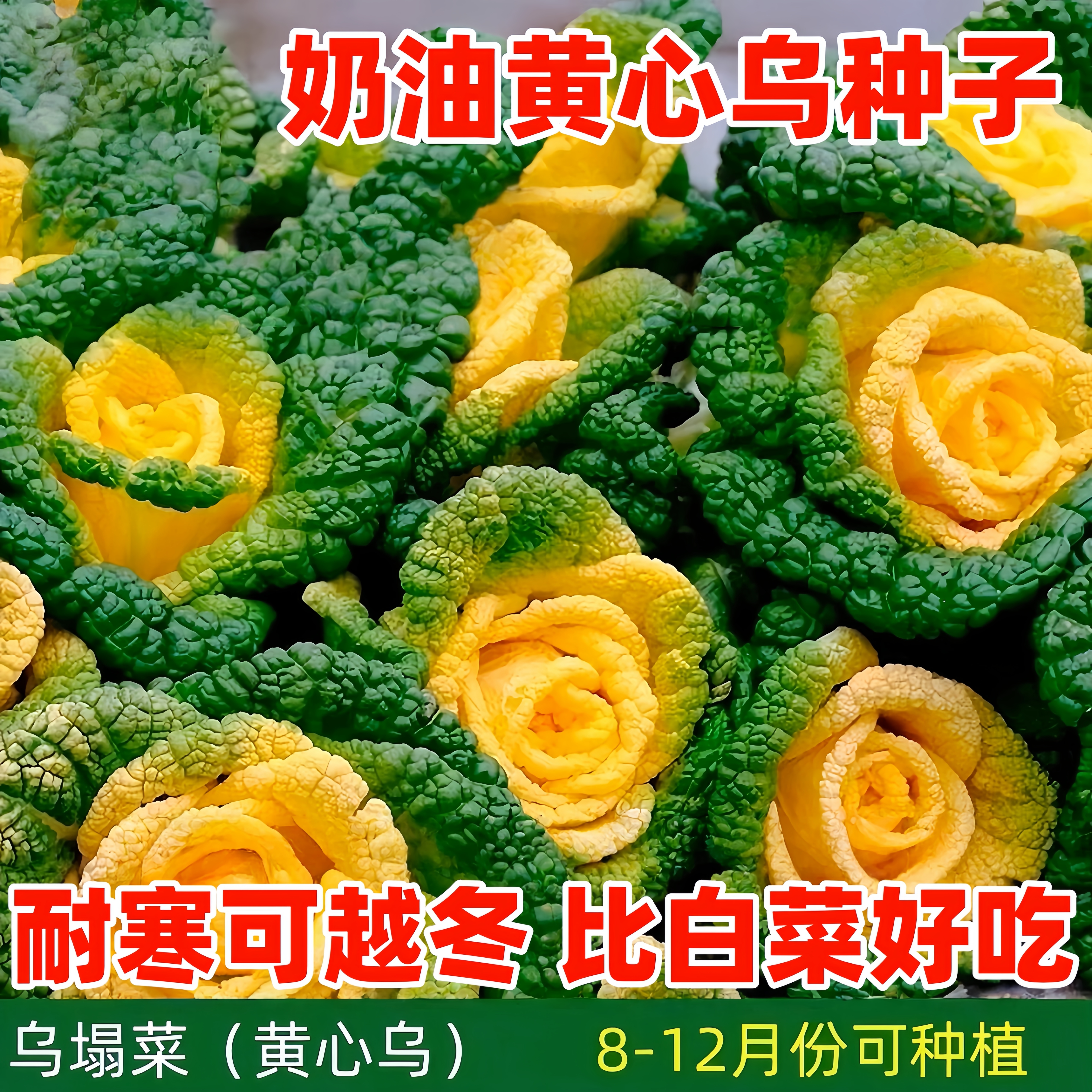 奶油黄心乌种子耐寒黄心乌塌菜种籽菊花心青菜四季蔬菜种子秋冬季