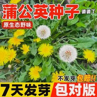 蒲公英种子食用野菜种籽子婆婆丁四季播种易活阳台庭院盆栽菜种孑