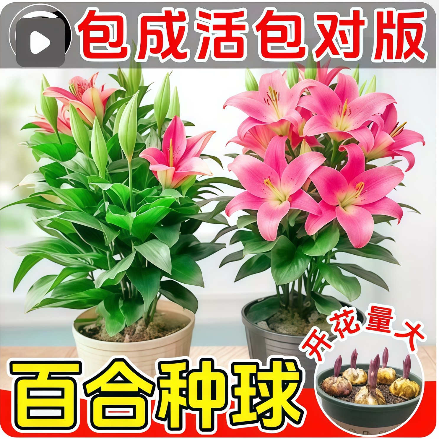 香水百合种球进口重瓣多头圣心苗带芽盆栽耐寒室内外四季开花绿植,鲜花速递/花卉仿真/绿植园艺,时令草本花卉,淘宝优惠券,粉丝福利购,淘宝优惠卷