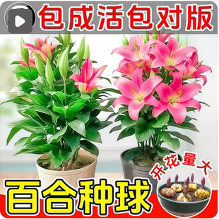 香水百合种球进口重瓣多头圣心苗带芽盆栽耐寒室内外四季开花绿植