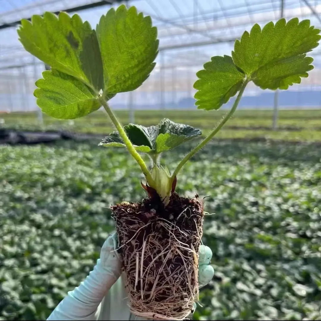 【下单立减50】四季结果草莓苗奶油草莓种苗盆栽地栽精品穴盘WZ