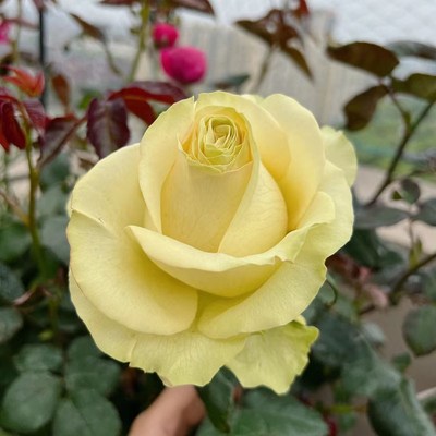 琉璃翠月季大花浓香多季开花阳台庭院月季花苗勤花切花玫瑰花卉