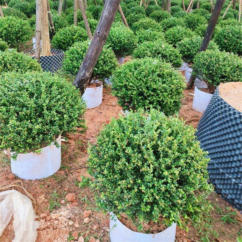 龟甲冬青球别墅庭院耐寒四季常青绿化风景树球型植物龟甲冬青小苗