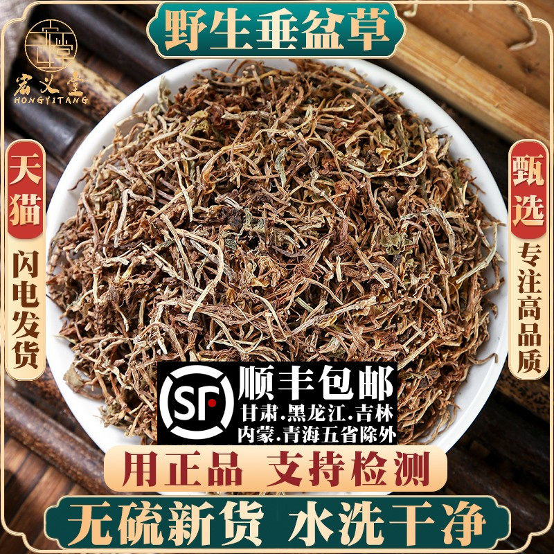 野生垂盆草500g克材正宗药用食用垂盆草锤盆草干垂盆草