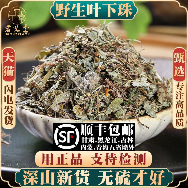 野生叶下珠材新货叶下珠珍珠草龙珠草鱼鳞草夜合草中草药500g
