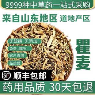 材特级野生瞿麦50克新货瞿麦茶瞿麦泡水巨麦瞿麦中草药