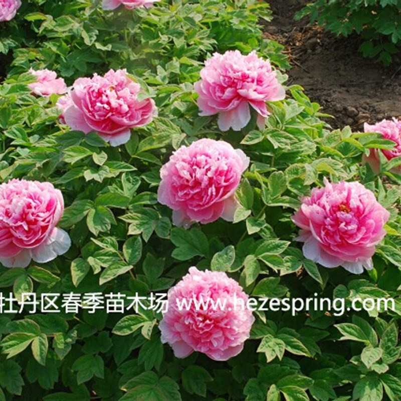 牡丹大王 贵妃插翠 正宗重瓣花盆庭院菏泽牡丹花苗 2022秋季发货