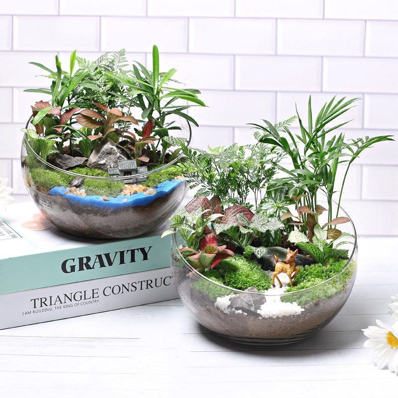 20c苔藓diy微景观生态瓶绿植物种植材料包切组合套装暖场活动大号