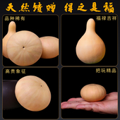 南瓜葫芦手把件文玩葫芦天然精品小手捻真异形无龙头一物一图