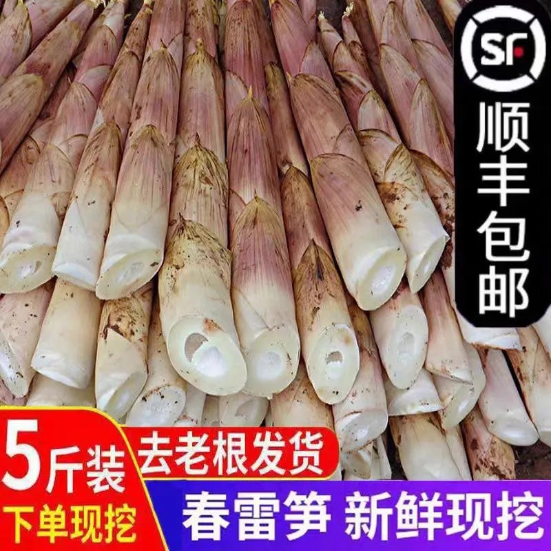 【顺丰包邮】2025现货雷笋新鲜现挖现发雷竹笋野生黄泥笋现货现发
