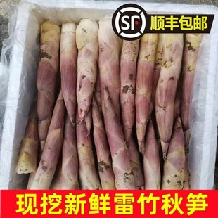 【顺丰包邮】新鲜现发高山雷竹笋农家蔬菜竹笋春笋黄泥笋雷笋秋笋