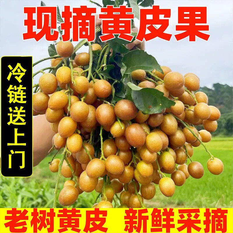 【京东快递】现摘黄皮果正宗岭南佳果酸甜开胃有核鸡心新鲜现货