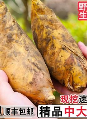 【顺丰包邮】2025大冬笋新鲜正宗竹笋水煮冬笋清水笋竹笋商用批发