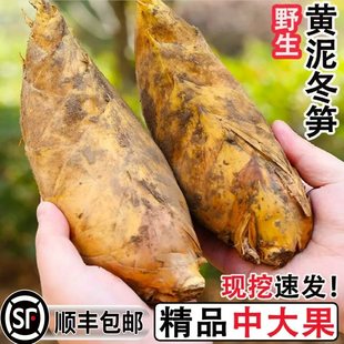 【顺丰包邮】2025大冬笋新鲜正宗竹笋水煮冬笋清水笋竹笋商用批发