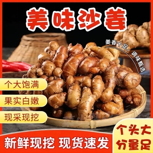 广东正宗沙姜阳春新鲜现挖白切沙姜山奈配料特产猪脚香浓腌制蘸料