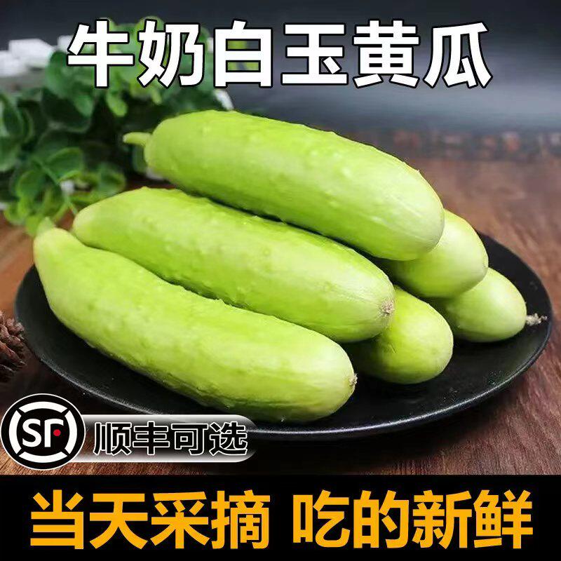正宗海阳白玉黄瓜新鲜水果现摘生吃白黄瓜当季脆嫩小黄瓜青瓜