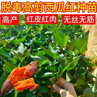 2026正宗红薯苗蜜薯秧苗西瓜红烟台板栗薯25紫薯商薯种植苗地瓜苗