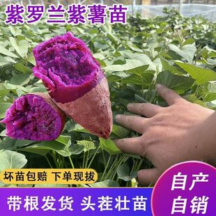 正宗红薯苗今年蜜薯秧苗西瓜红烟台板栗薯25紫薯商薯种植苗地瓜苗