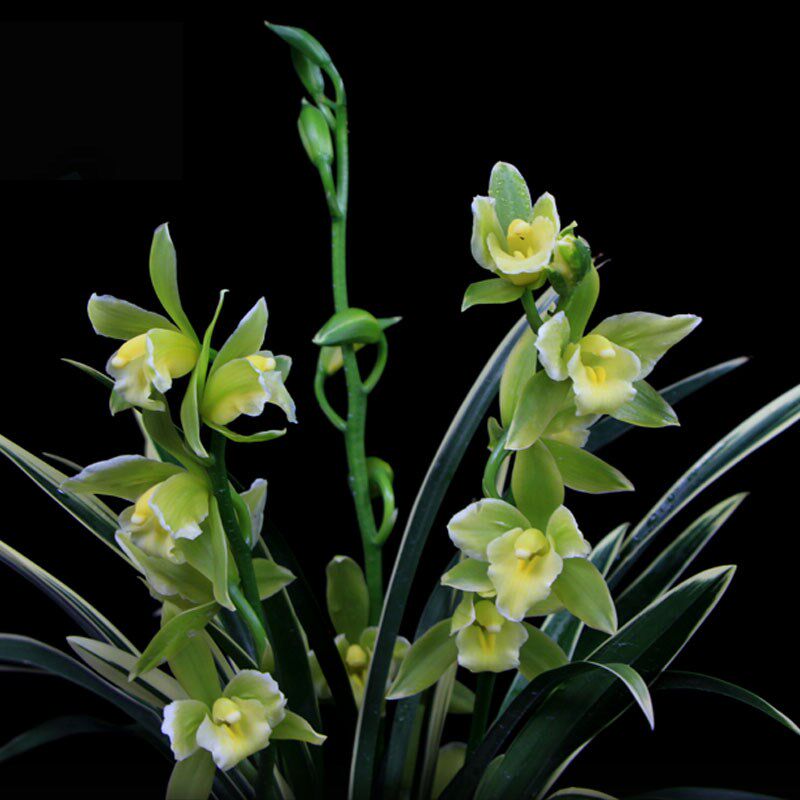 金边叶艺(绿宝石)名贵桌面盆栽国兰花苗茶桌书房精致绿植物盆栽