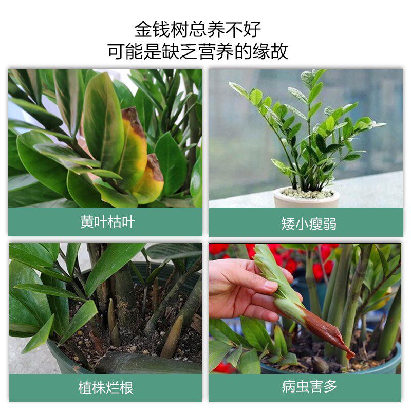 喜酸植物营养液金钱树营养液黄叶烂根不生长金钱树养料养树促生长