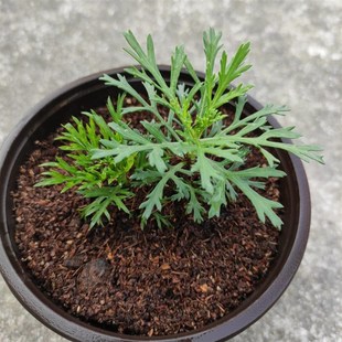 发酵腐熟板栗营养土种花种菜新型微酸性土壤板栗壳多肉营养土