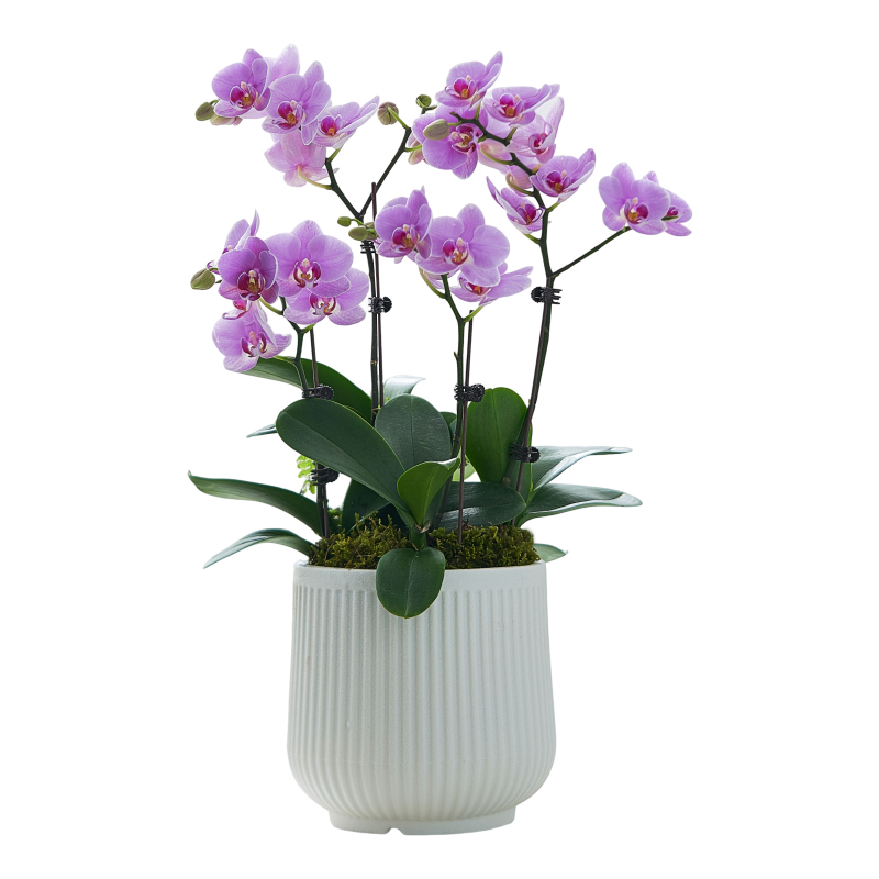 蝴蝶兰盆栽带花室内年宵花四季好养花卉客厅桌面绿植物带花剑鲜花