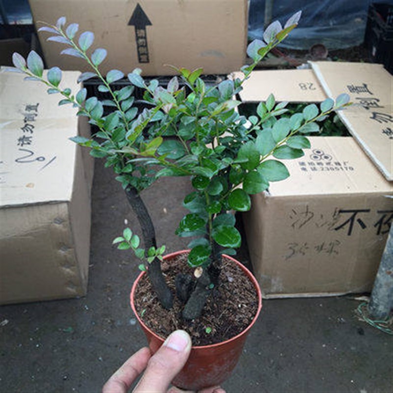 小叶紫檀盆景樹苗紫檀樹桩室内阳台盆栽花卉绿植耐寒四季常青植物
