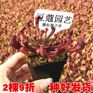 猩红瓶子草 食虫植物 食虫草 食人花瓶子草 桌面绿植盆栽 包邮