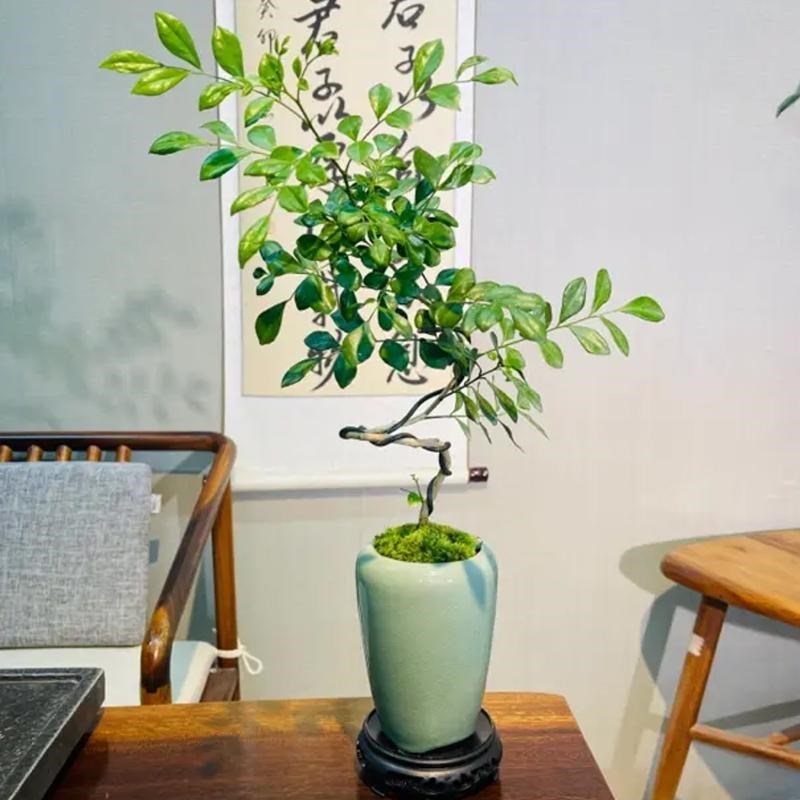 造型九里香盆栽四季开花办公室内绿植摆件浓香花卉桌面植物盆景q