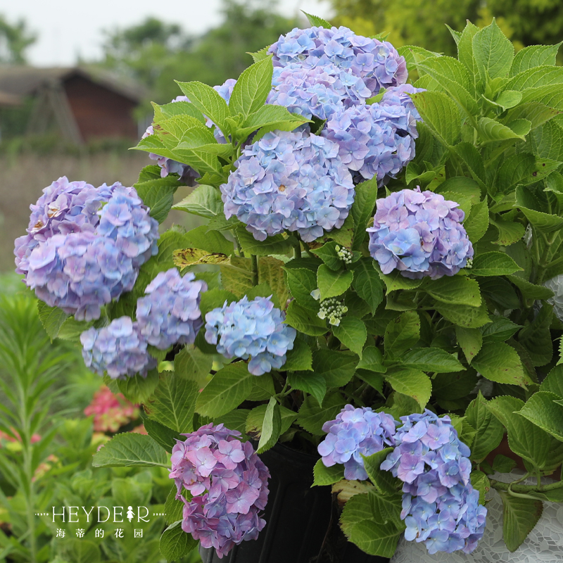 海蒂的花园 梦幻蓝绣球花木本植物阳台庭院大花好养花卉盆栽花苗