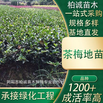 盆栽茶梅小苗绿化道路工程苗木规格齐全地被基地植物厂家