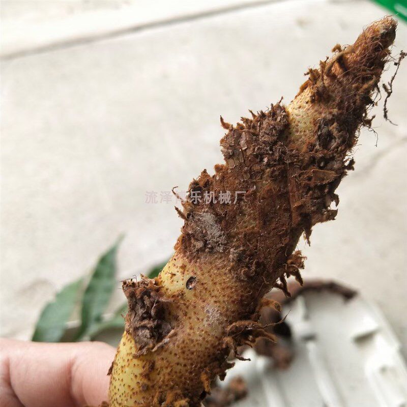 型骨碎补毛姜猴子姜脱毛去须,加厚商用滚筒筛选