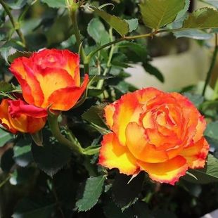直播月季 花卉 花苗浓香大花玫瑰室内阳台盆栽爬藤月季 庭院四季