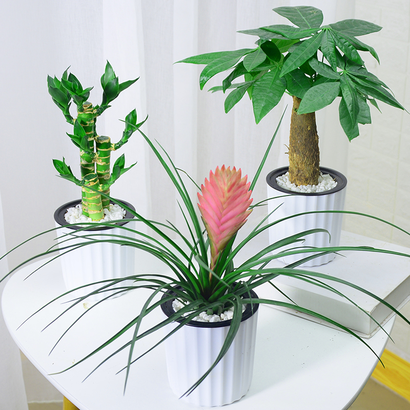 发财树盆栽绿萝栀子花富贵竹文竹吊兰长寿花铁海棠办公室内绿植