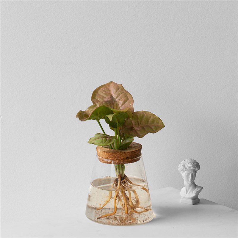 水培植物 室内好养花卉植物 办公室玻璃瓶玻璃花盆水培花卉小盆栽