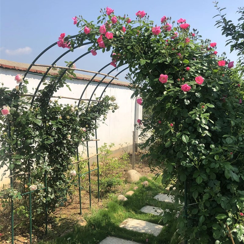户外拱门花架月季爬藤架庭院葡萄架子爬花架子花园拱形门防锈花廊