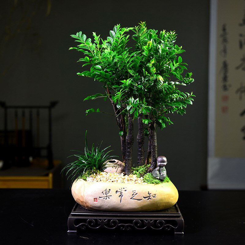 紫檀盆栽客厅桌面绿植黑骨茶室内书房好养小盆景装饰摆件阳台植物