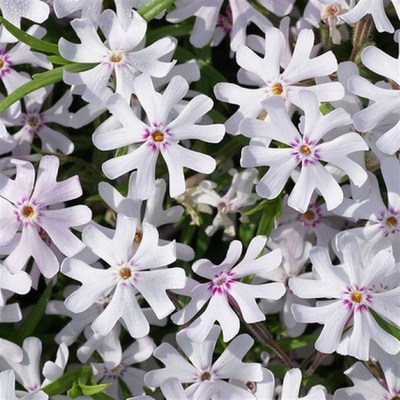 浙庭院小花匠*宿根福禄考*芝樱衬裙地被垂吊T多年生*耐热耐寒