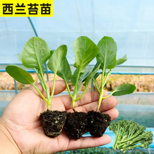 西兰苔菜秧苗西蓝花秋冬蔬菜苗秧