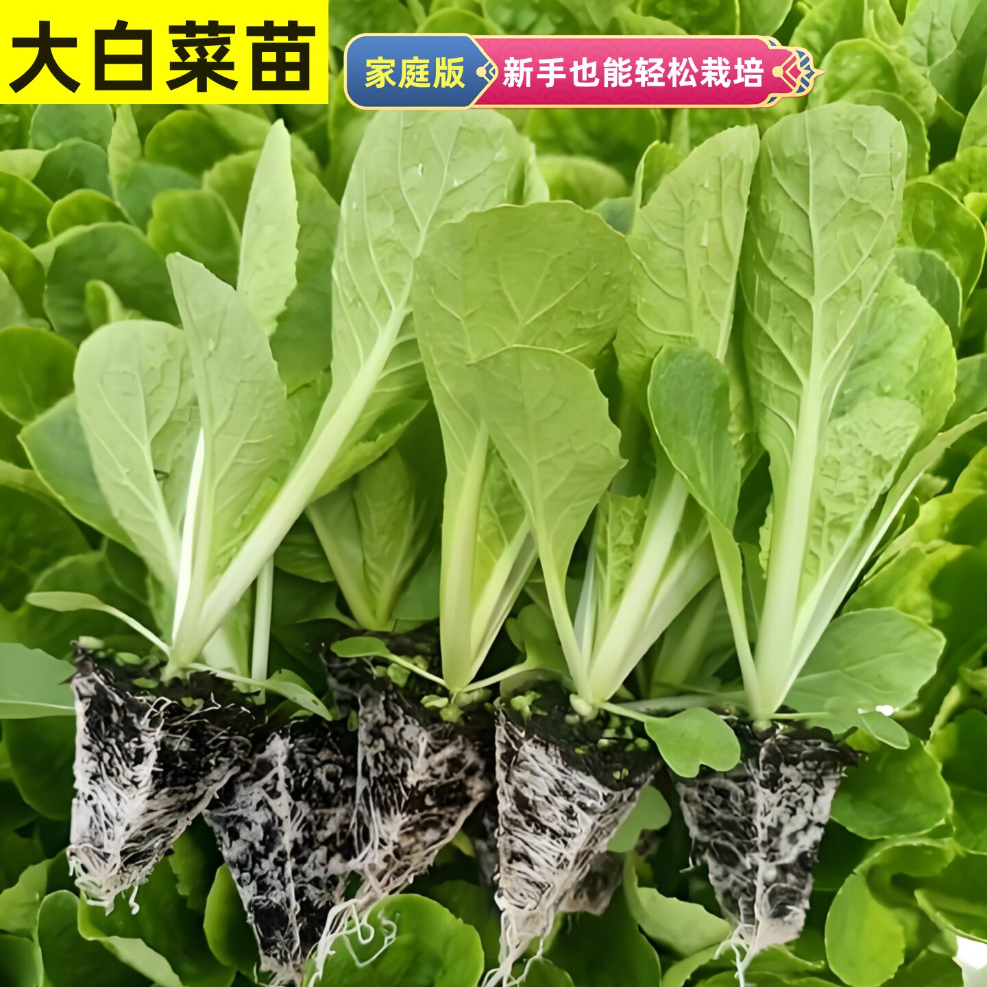 大白菜秧苗黄心娃娃菜秋播蔬菜苗