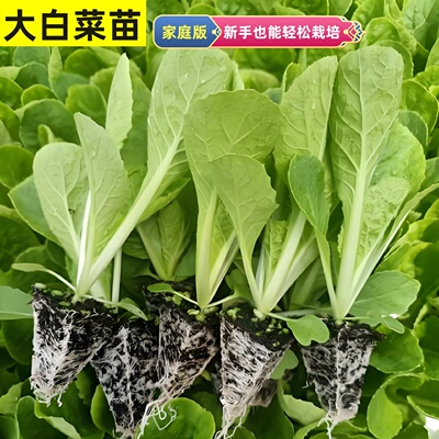 大白菜秧苗黄心娃娃菜秋播蔬菜苗