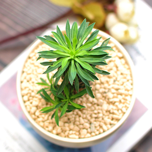 铁甲麒麟萌趣多肉根块植物小凤梨仙人球盆景好养盆栽喜阳耐旱绿植