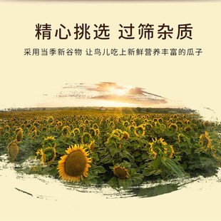 黑珍珠小瓜子黑瓜子油葵籽鹦鹉鸟食仓鼠粮零食鸟粮鸽粮五斤包邮