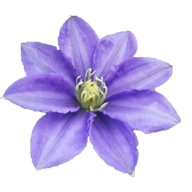 塞尚铁线莲盆栽紫色蓝色耐热爬藤植物小中大苗耐热藤本大花花卉,鲜花速递/花卉仿真/绿植园艺,绣球/木绣球/木本植物,淘宝优惠券,粉丝福利购,淘宝优惠卷