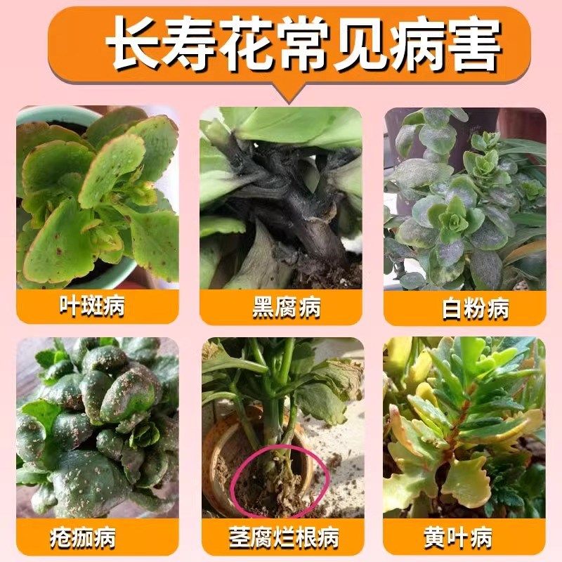 长寿花杀菌剂白粉病营养液黑腐病疮痂病黑杆病专用药烂根专用肥料,鲜花速递/花卉仿真/绿植园艺,家庭园艺肥料,淘宝优惠券,粉丝福利购,淘宝优惠卷